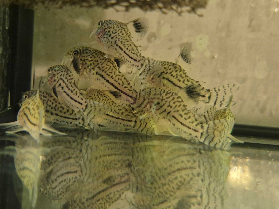 Kirys Julii - nakrapiany ( Corydoras Julii )
