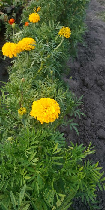 Семена насіння чорнобривці бархатци майори