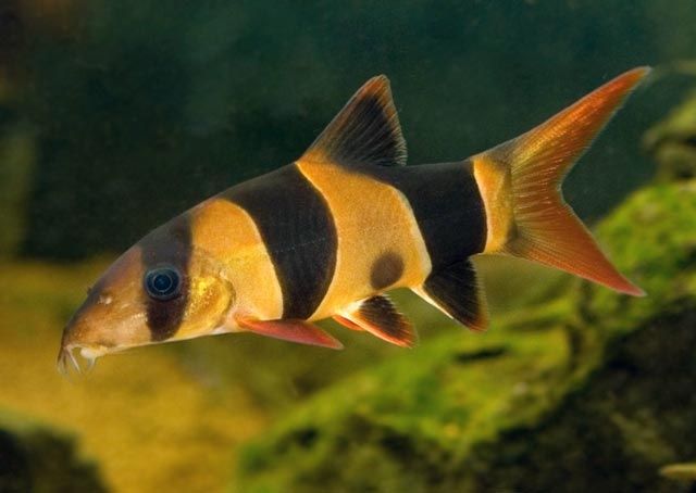 Bocja wspaniała chromobotia