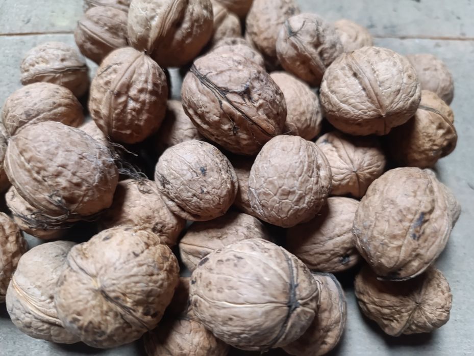 Продам горіхи грецькі (волоські) врожаю 2025 року з власного саду. Гор