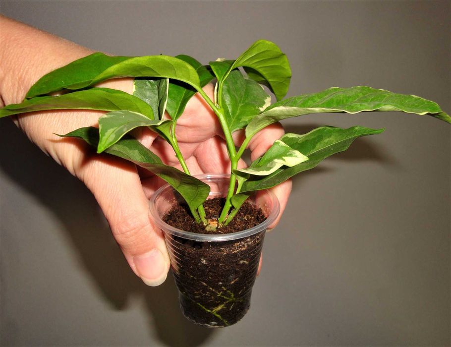 Хойї Хойя Hoya Multiflora variegata