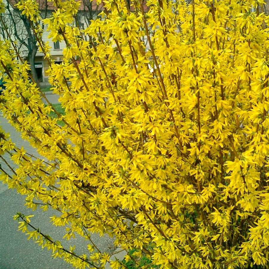 ЖИМОЛОСТЬ японська (ліана), СПІРЕЯ Голдфлейм, ФОРЗИЦІЯ