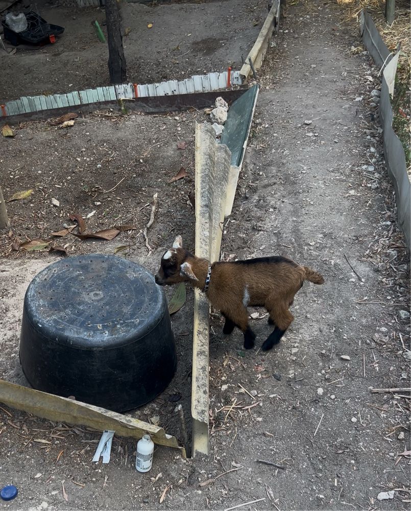 Vendo cabrito boer