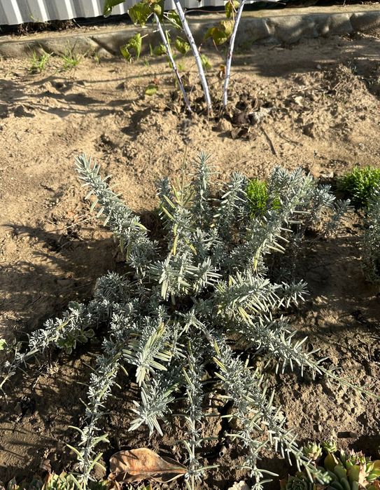 Продам набір ароматних трав :мʼяту і мелісу, 2 тімʼян а та лаванду