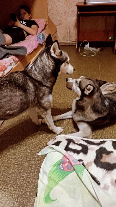 Отдам девочку Хаски