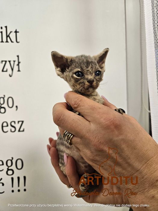 ORCHIDEA Devon rex  - dziewczynka WCF