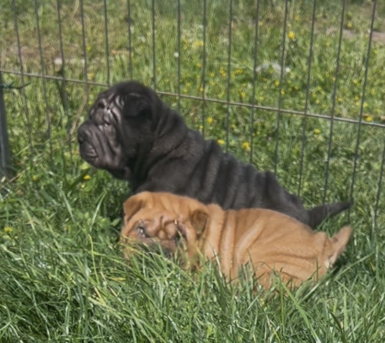 SharPei/ Shar Pei c/ Lop Macho ou Femea