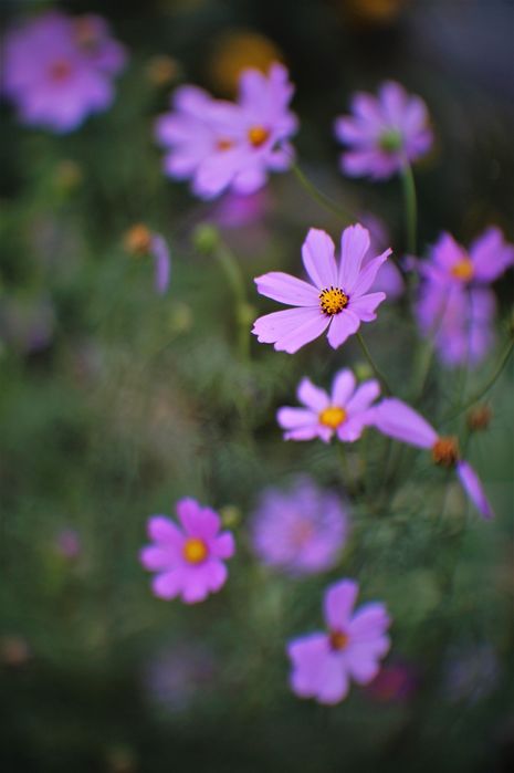 Художній об'єктив з постійною діафрагмою 1,2  (адаптація)