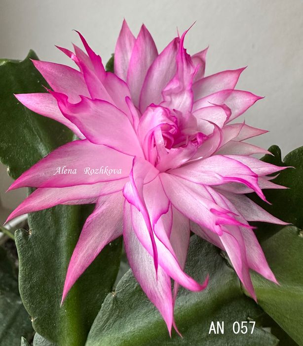 Шлюмбергера AN 057