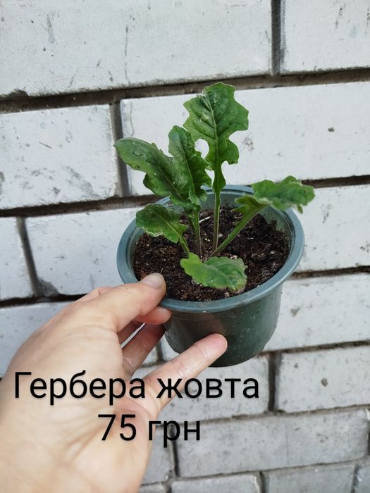 Кімнатна гербера жовта.