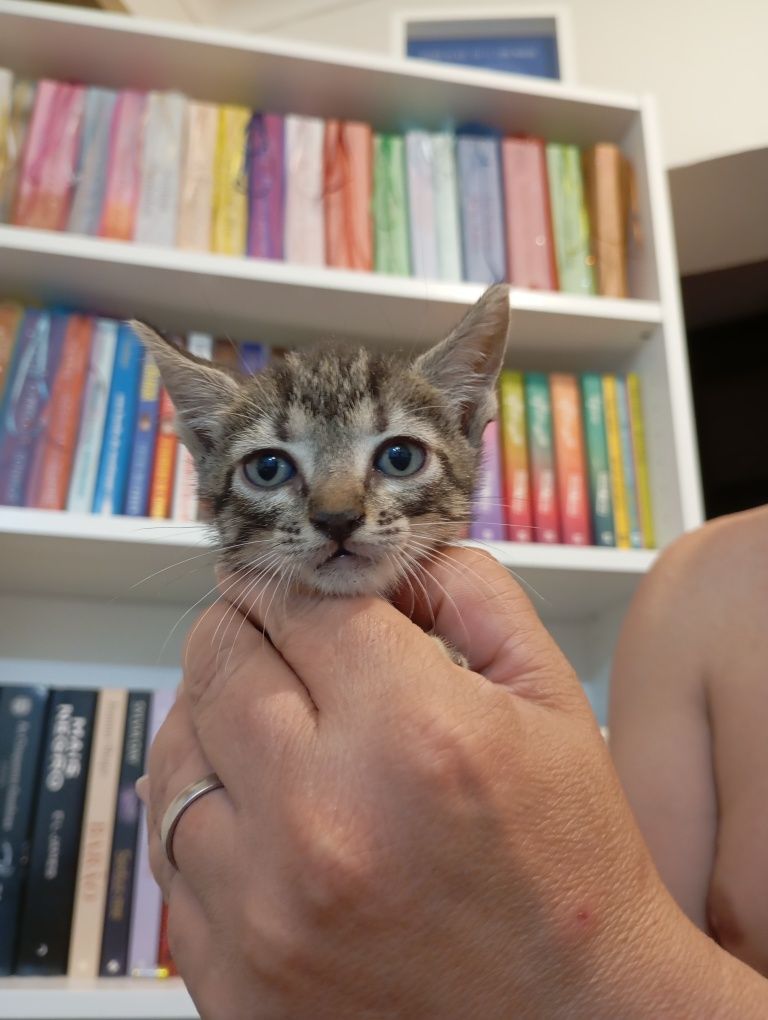 Gatinhos para adoção