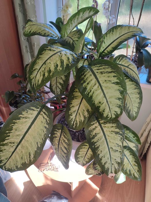 Дифенбахія біля 1 метра висоти