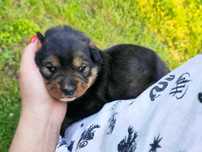 oddam pieski do adopcji