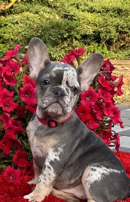 Девочка голубое мерле