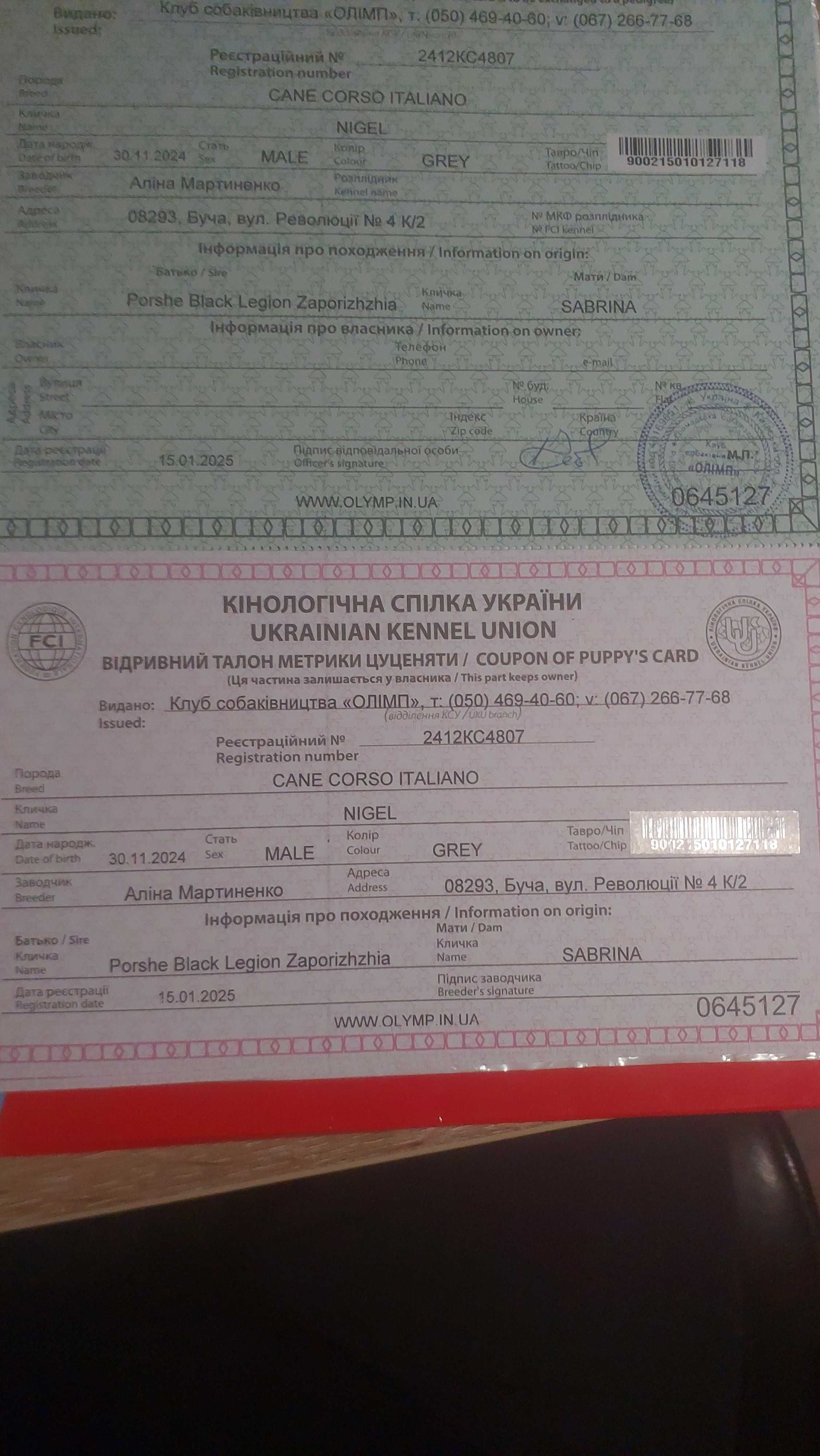 цуценята кане корсо до продажу