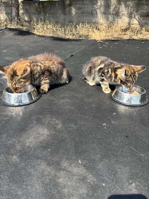 Отдам котят в хорошие руки