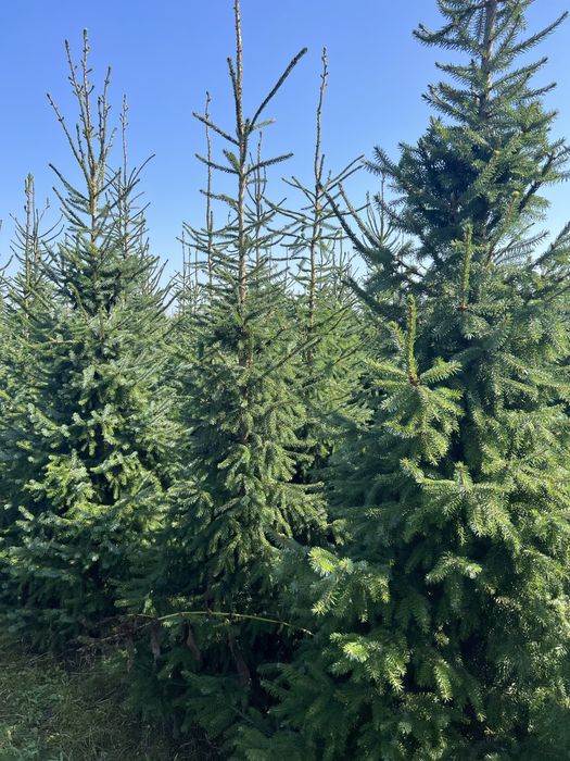 Świerk Serbski z bryłą z plantacji, o wysokości 3-4m Sadzimy Premium