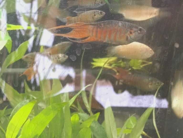 Macropodus opercularis blue \ Paraiso Azul