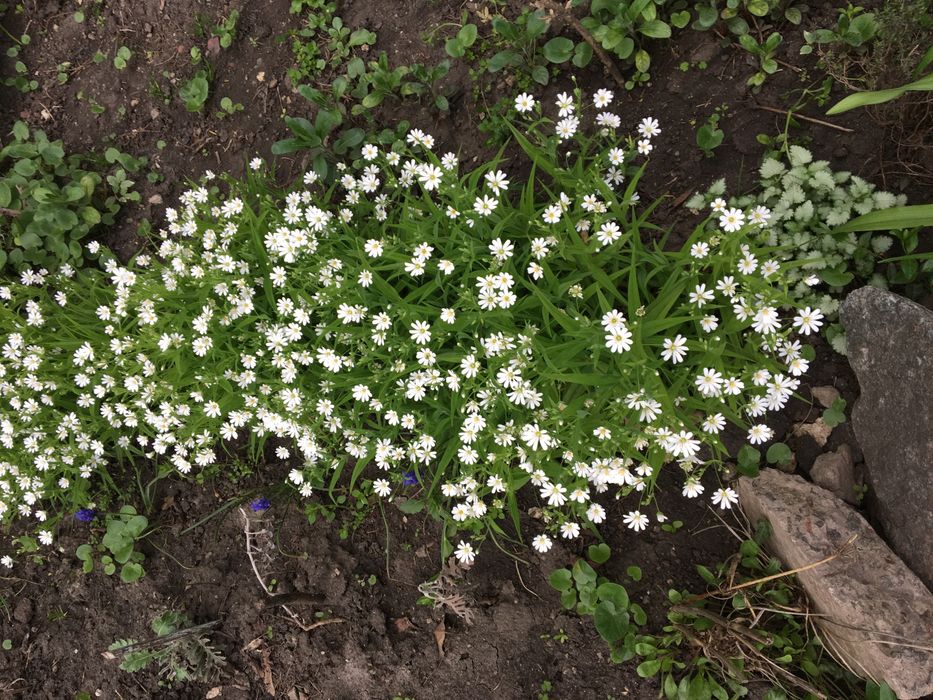 Цветы садовые