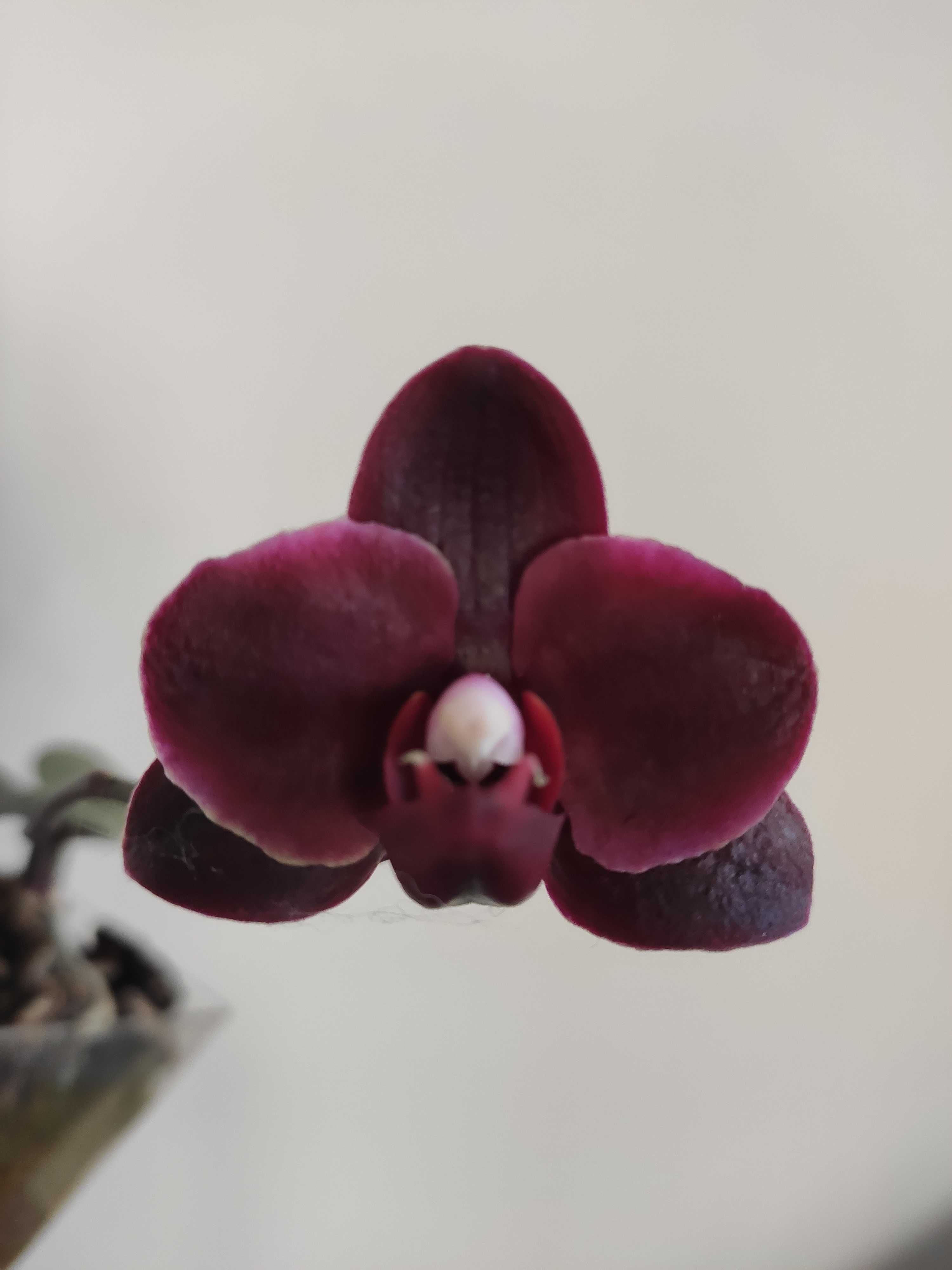Рідкість рідчайша, чорна орхідея -Чорна пташка