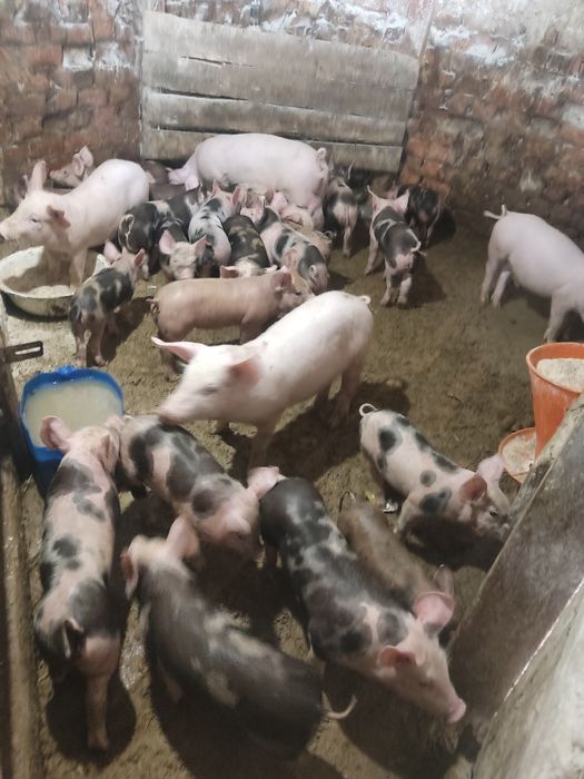Продам поросят,м'ясна порода,доставка