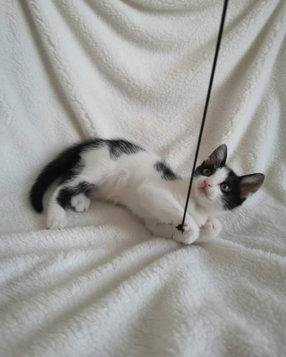 Setúbal / Margem Sul / Lisboa — ANGEL e BUBBLES, gatinhos para adoção
