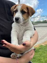 Jack Russell Terrier FCI ZKwP szczeniak