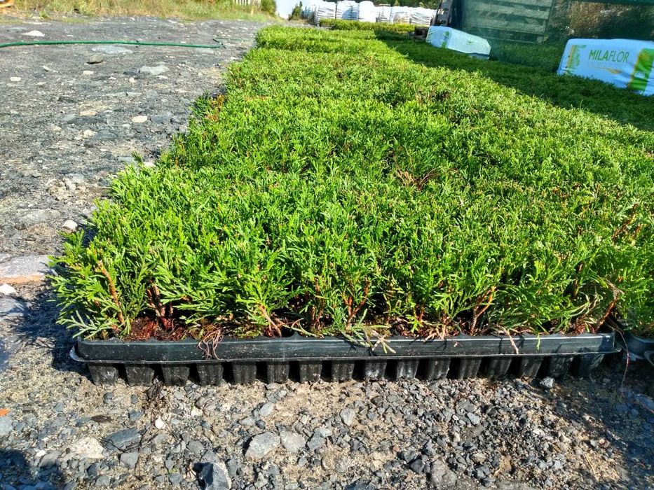 Thuja Szmaragd | Brabant | Żywotnik | m104 | multiplat |certyfikat CAC