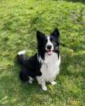 Reproduktor border collie