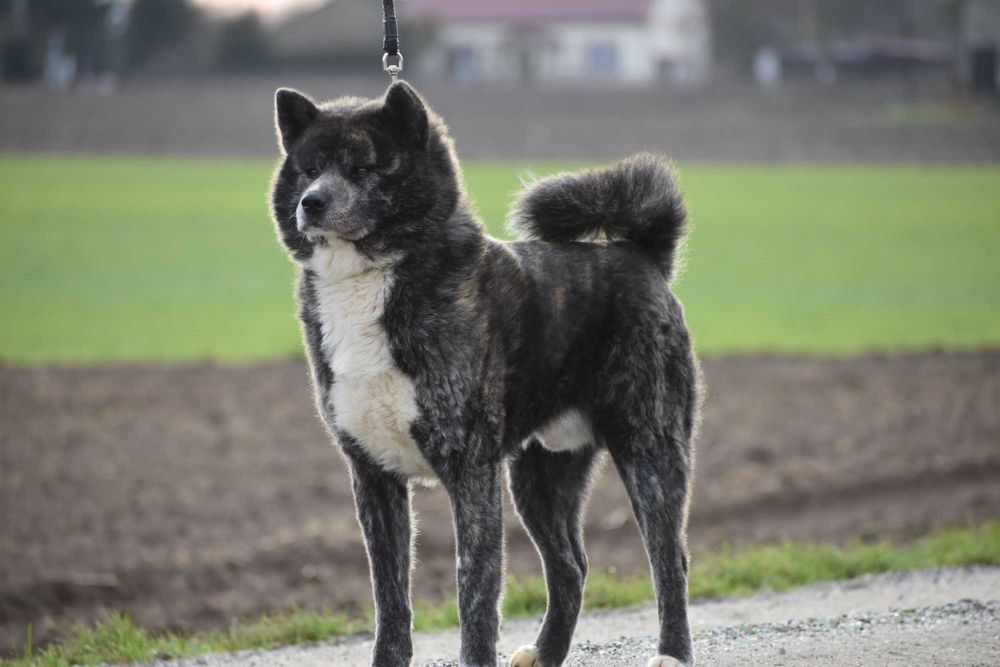 Akita, Akita Inu, Akita Japońska - suczka FCI/ZKwP pręgowana