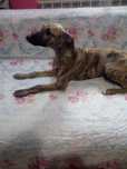 Chart Angielski Whippet.  piesek