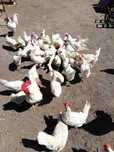 Kury Leghorn 24mies.