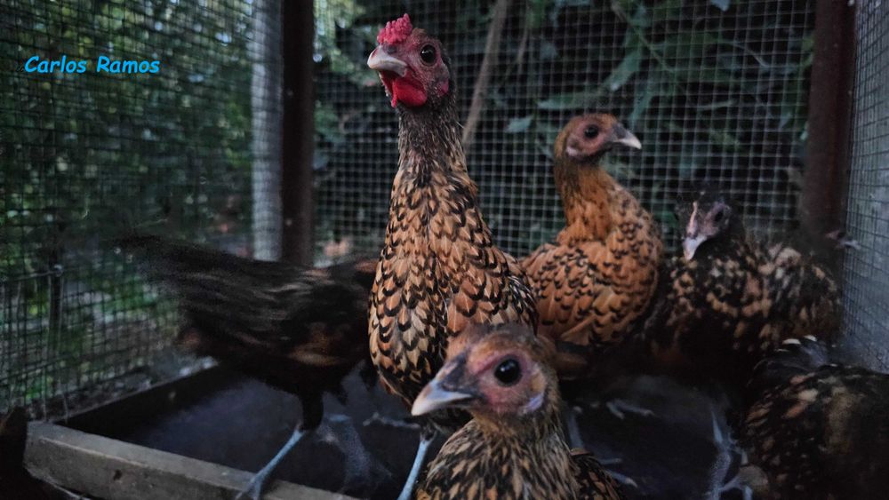 Galinhas Sebright. de raça pura sem cruzamentos.