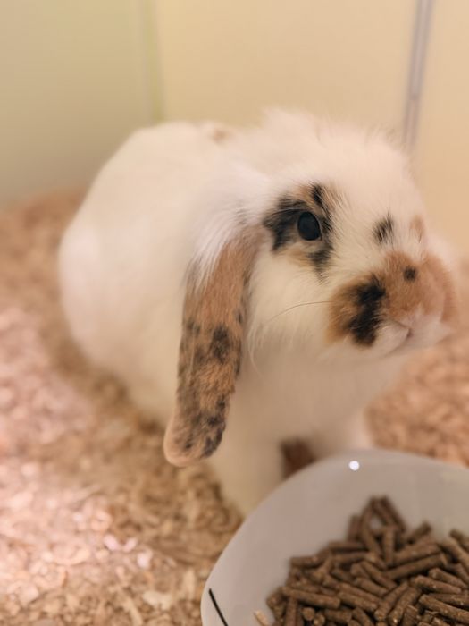 Królik miniaturka baranek