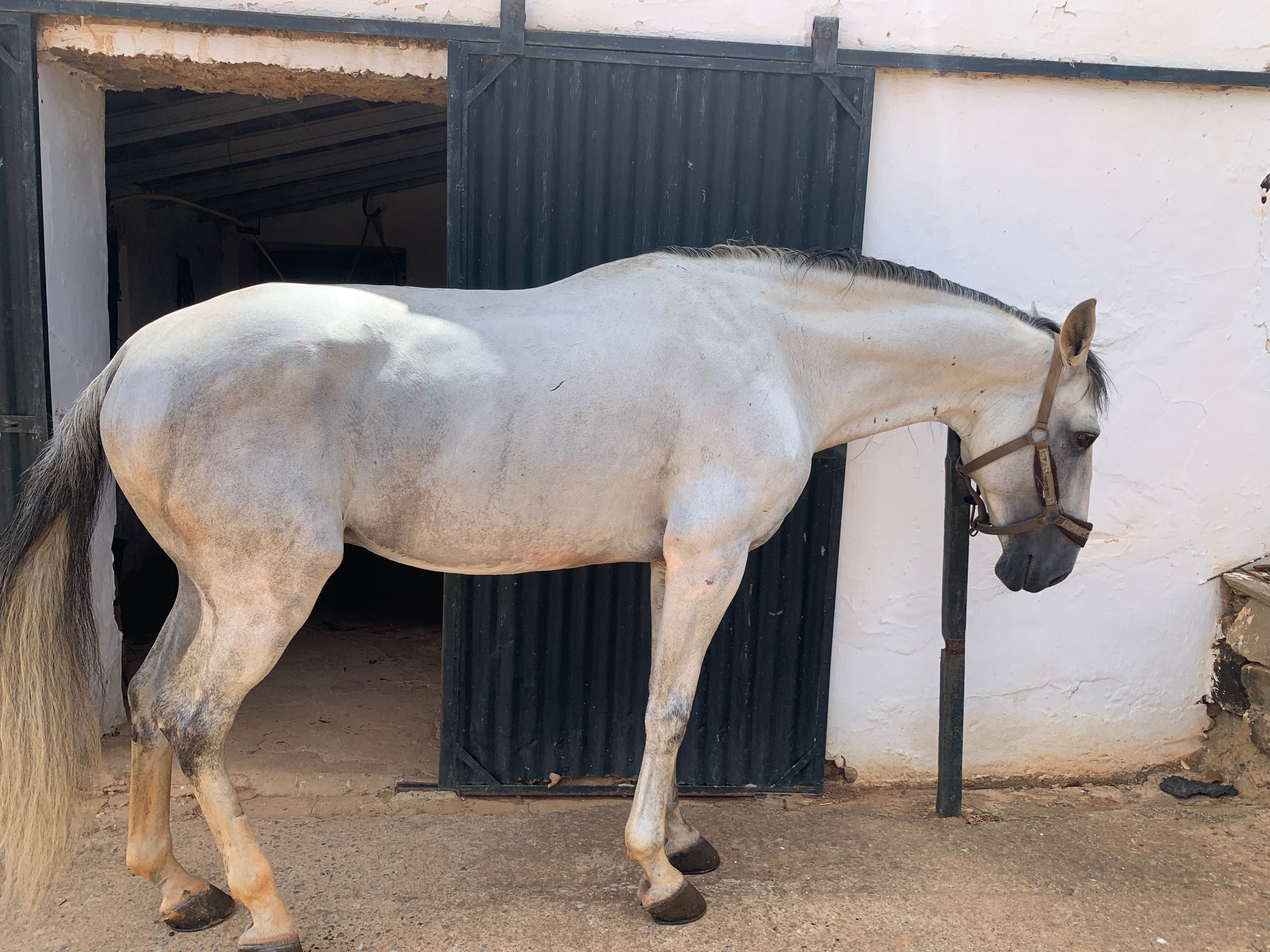 Cavalo PSL inteiro montado 12 anos