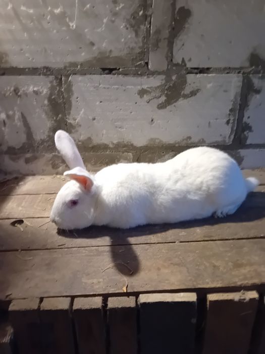 Samiec termondzki dorosly