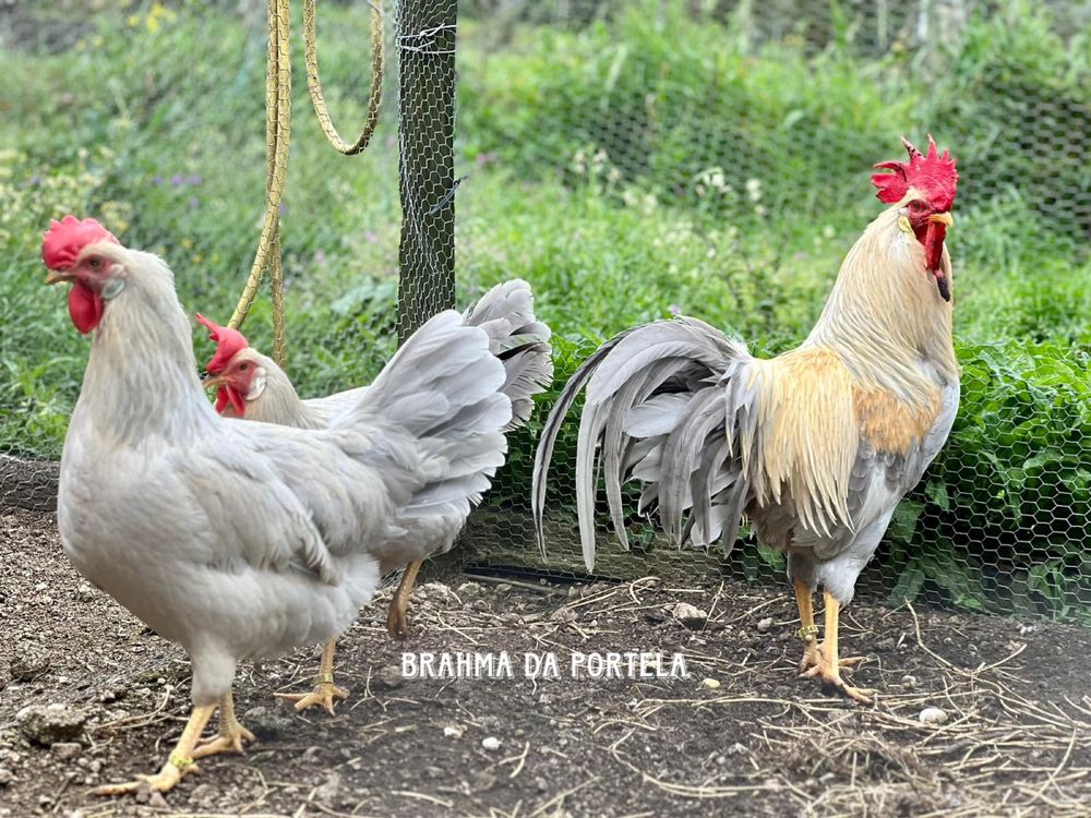 Leghorn Isabela / Legorne Isabella