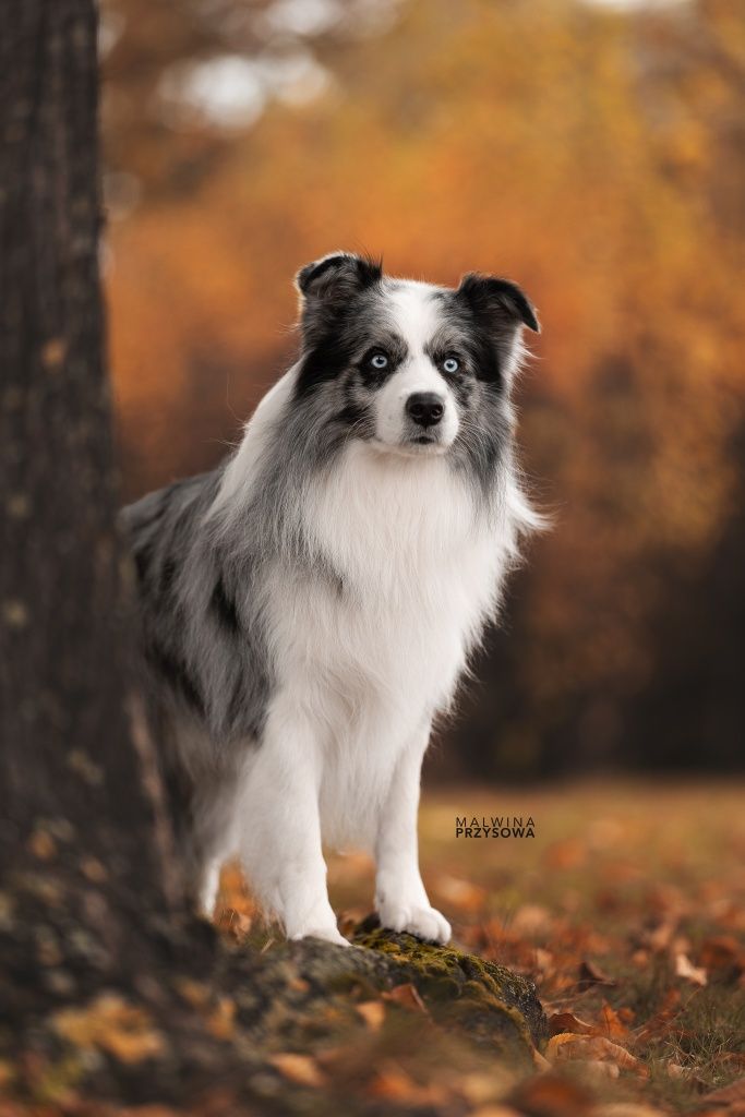 Border collie reproduktor FCI Champion PL