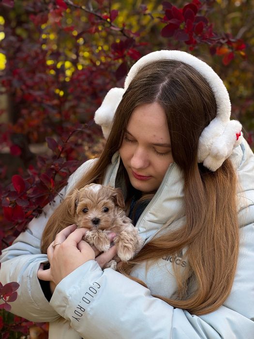 Міні хлопчик Мальтіпу Ф1