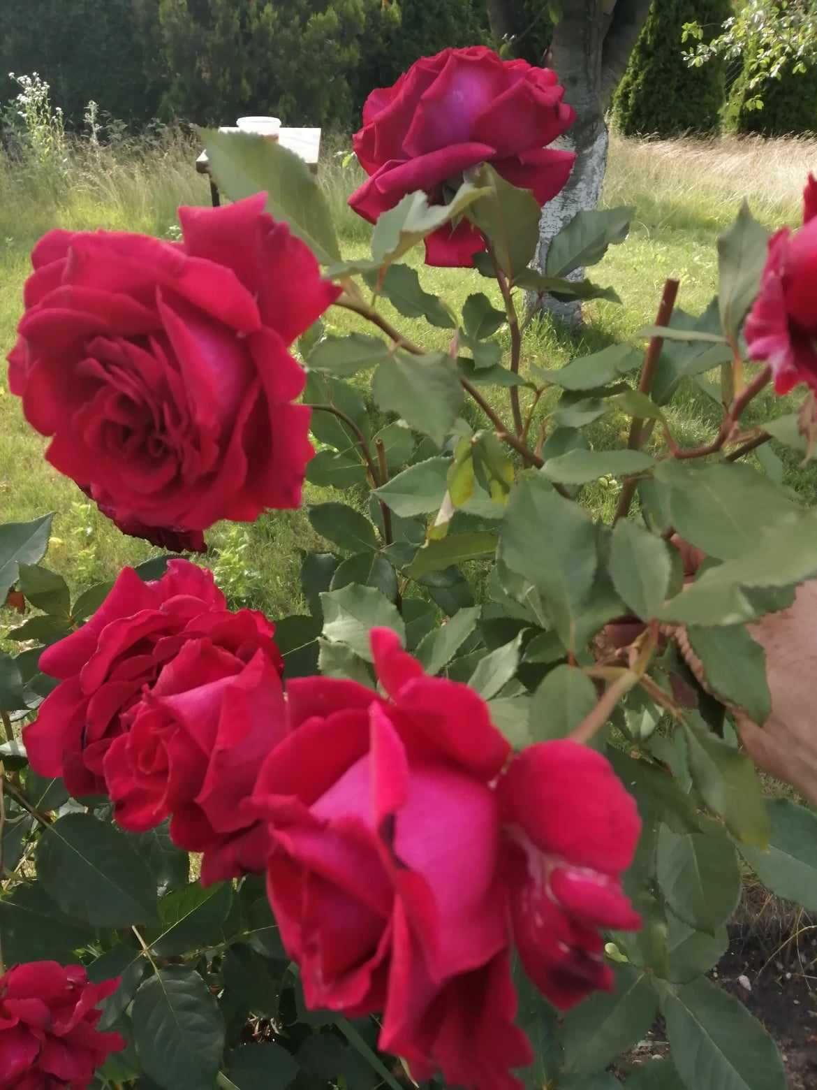 Róże - suszone płatki - naturalne - z własnego ogrodu