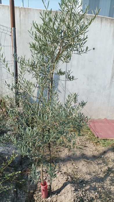 Oliveiras prontas para ir para lugar definitivo