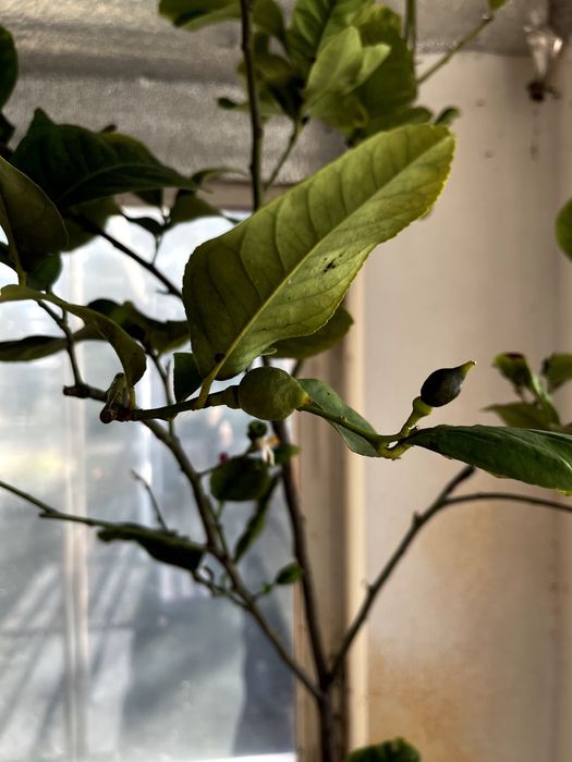 Продам цитрусове дерево (Лимон) 144 см - висота