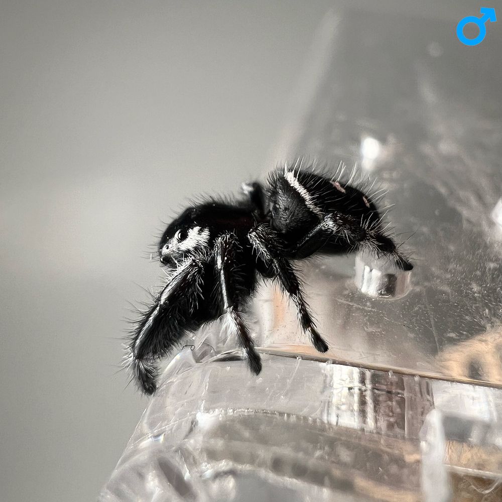 Skakun królewski Phidippus regius