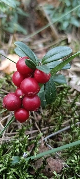 Borówka czerwona Brusznica