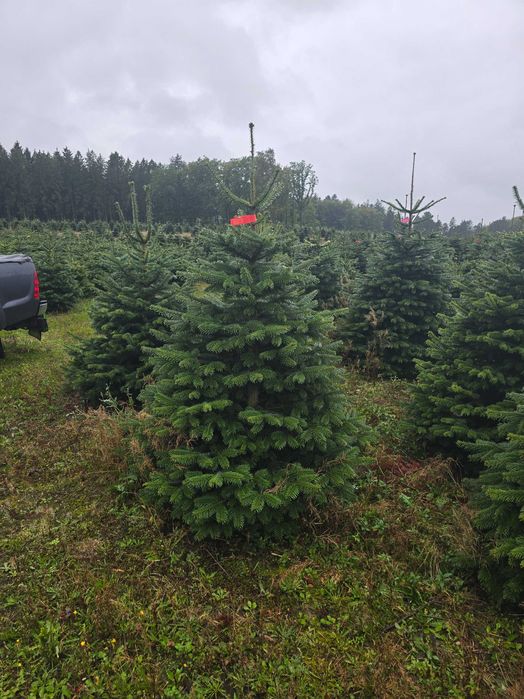 Choinki z plantacji Danii jodły kaukaskie klasa PRIMA!