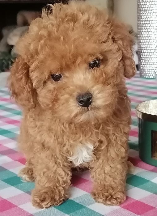 Малята той пудельки