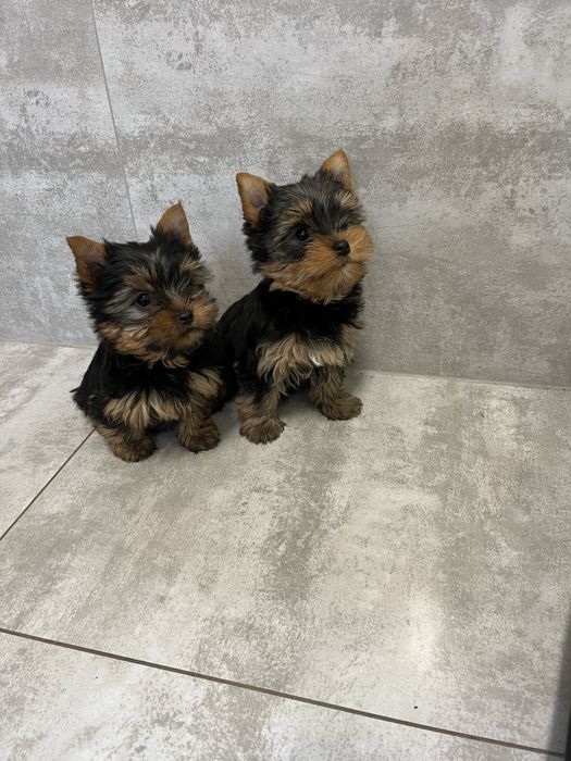 York Terrier z Rodowodem