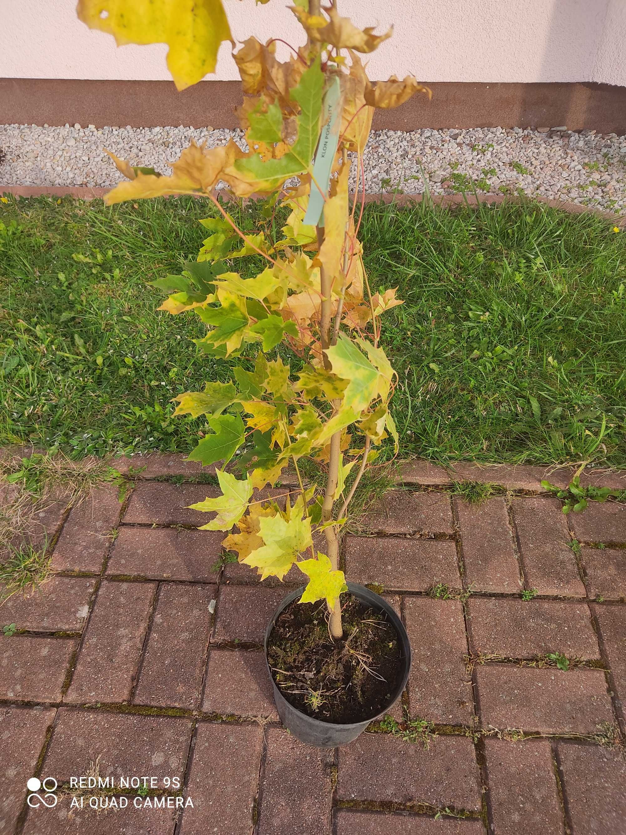 Drzewo klon pospolity wys. 150 cm w doniczce.