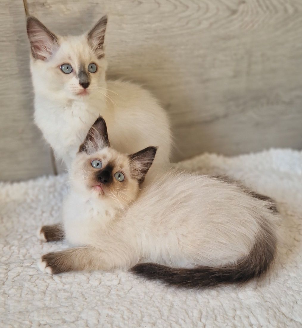 Śliczna kotka ragdoll