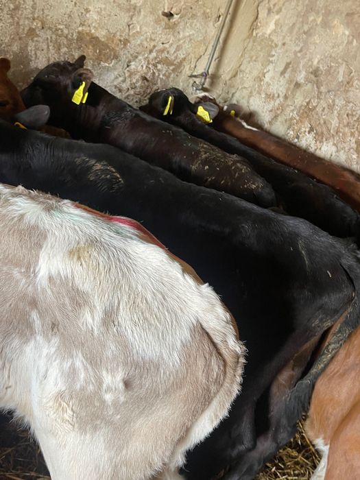 Cielaki mięsne każda ilość Krosno